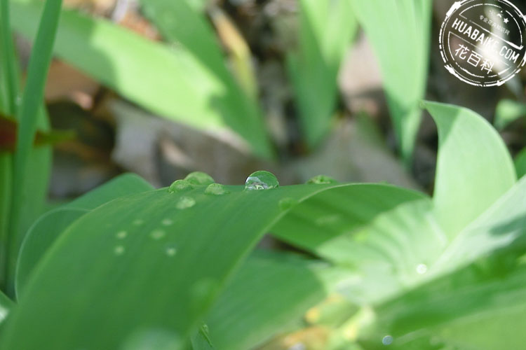 馬藺花葉