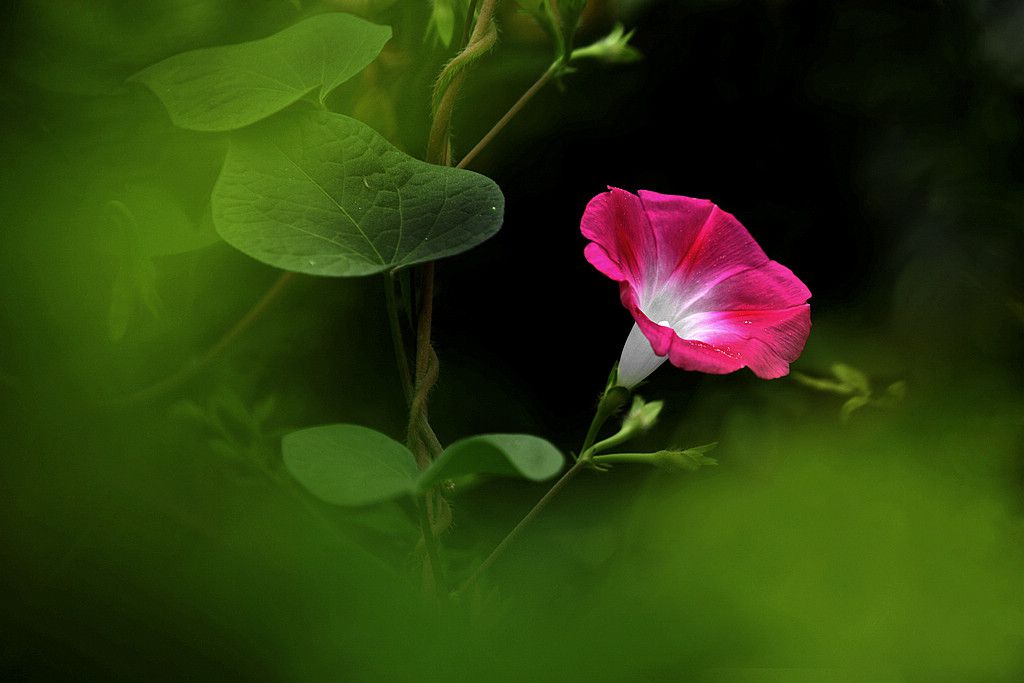 牽牛花美圖