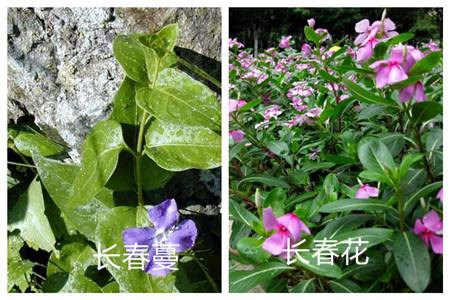 長(zhǎng)春蔓和長(zhǎng)春花的區(qū)別之植株形態(tài)