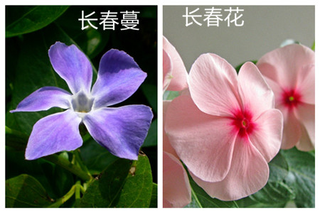 長(zhǎng)春蔓和長(zhǎng)春花的區(qū)別之花朵形態(tài)