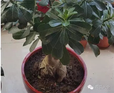 這是什么花？