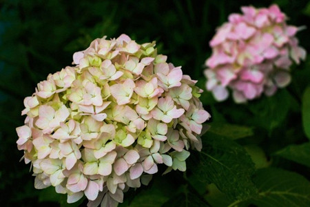 繡球花