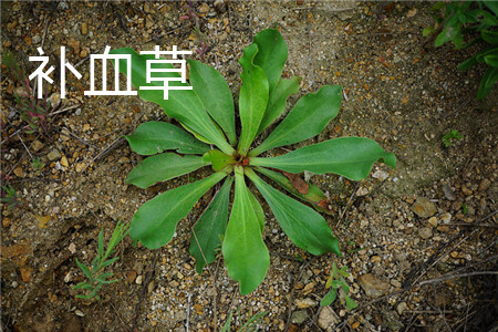 補(bǔ)血草