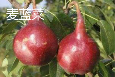 麥藍(lán)菜