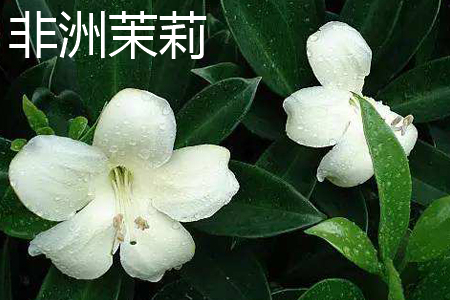 非洲茉莉