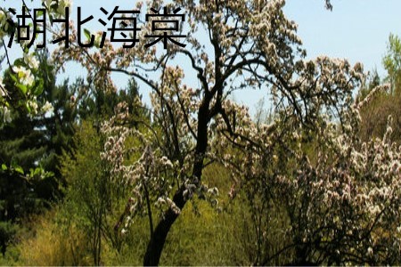 湖北海棠樹(shù)干