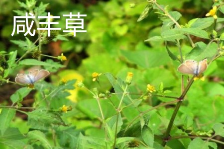 咸豐草植株