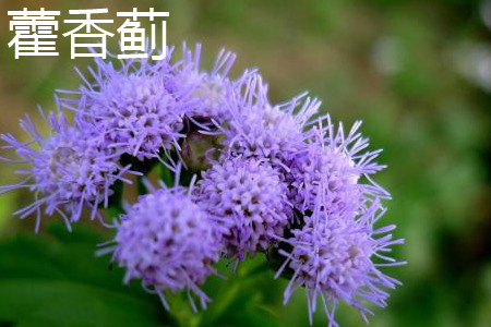 藿香薊花朵