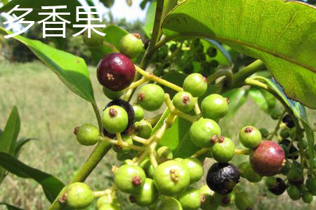 多香果