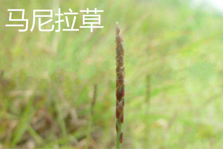 馬尼拉草