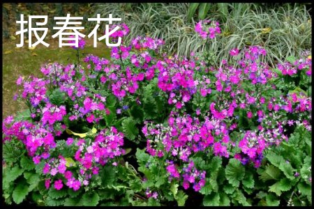 報(bào)春花