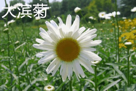 大濱菊，花.jpg