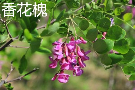 香花槐