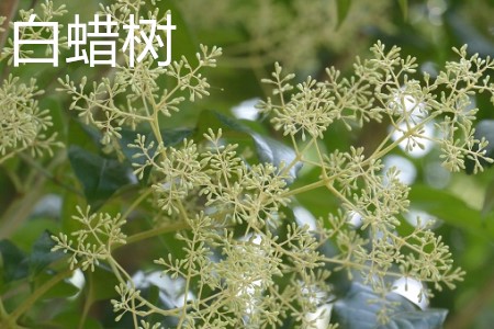 白蠟樹(shù)，花.jpg