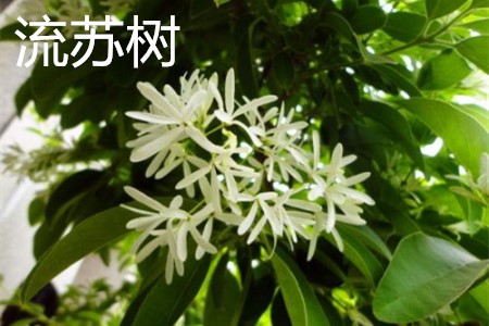 流蘇樹(shù)，花.jpg