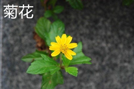 菊花，葉.jpg