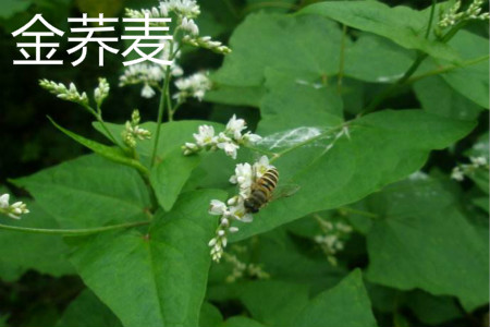 金蕎麥花