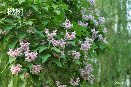 楸樹(shù)花朵