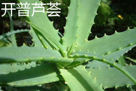 開(kāi)普蘆薈