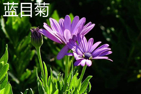 藍(lán)目菊