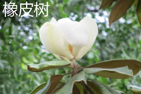 橡皮樹(shù)