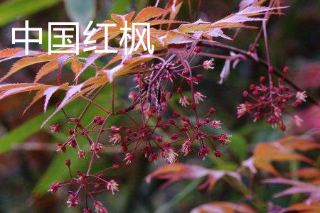 中國紅楓