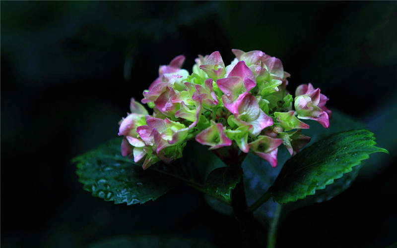 八仙花圖片