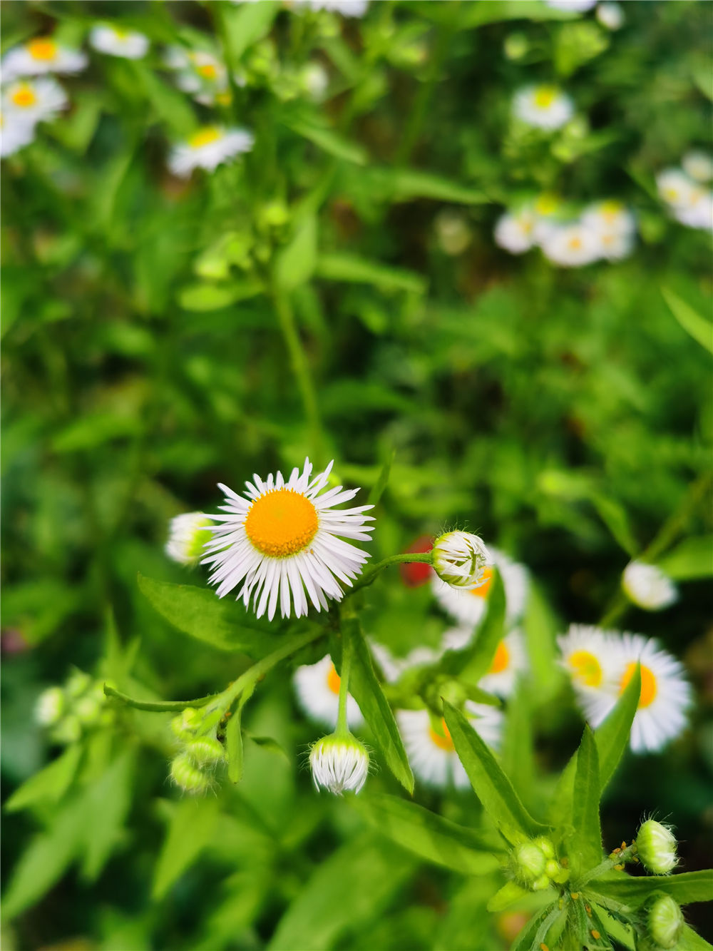 白晶菊